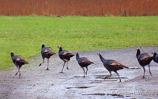 Run Turkies Run_09811.jpg - Wild Turkies (Meleagris gallopavo) photographed near Carleton Place, Ontario, Canada.